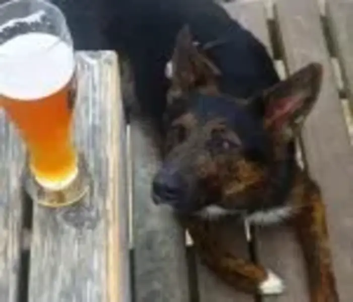 Dog-Friendly Breweries Richmond VA
