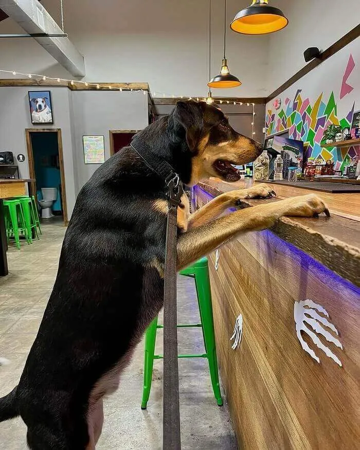 dog friendly breweries long island