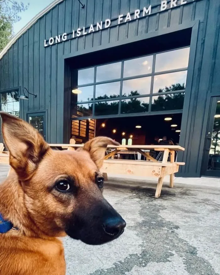 dog friendly breweries long island